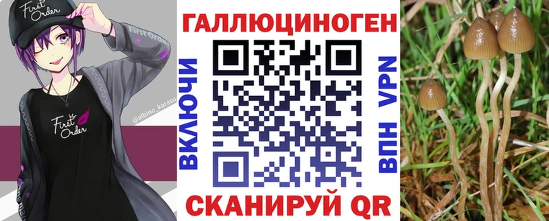 закладка  Губаха  Псилоцибиновые грибы Cubensis 